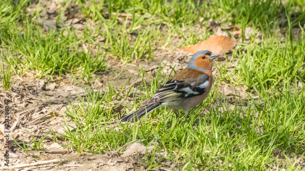 Chaffinch in the grass Chaffinch in the grass