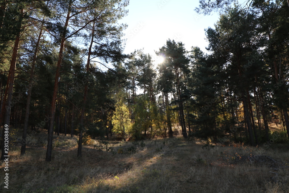 Fototapeta premium Waldlichtung bei Herbstsonne, Sonnenstrahlen zwischen den Bäumen