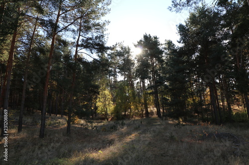 Waldlichtung bei Herbstsonne, Sonnenstrahlen zwischen den Bäumen
