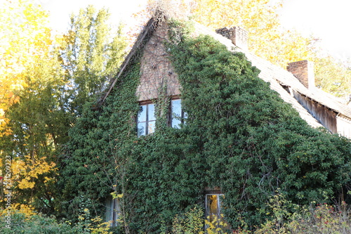 Haus bewachsen