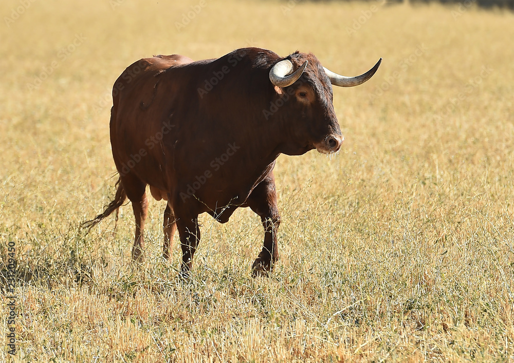 toro en el campo