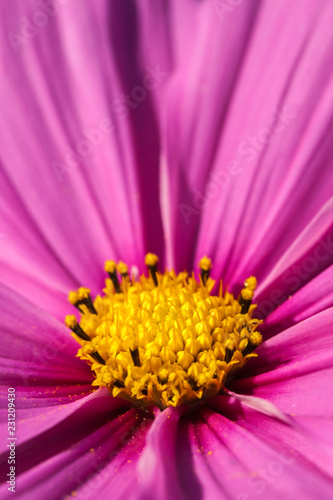 A pretty pink cosmos flower closeup with pollen dusting the petals