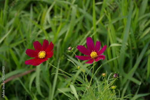 花