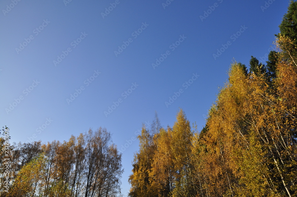 Naklejka premium осень