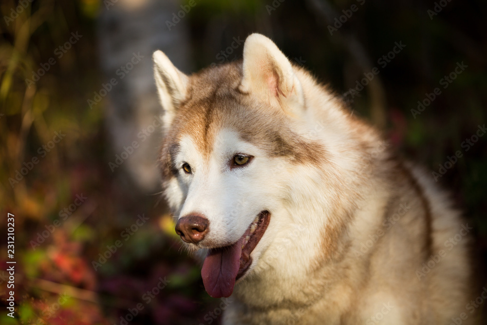 Profile Portrait of cute Beige and white dog breed Siberian Husky sitting in fall in the bright forest background.