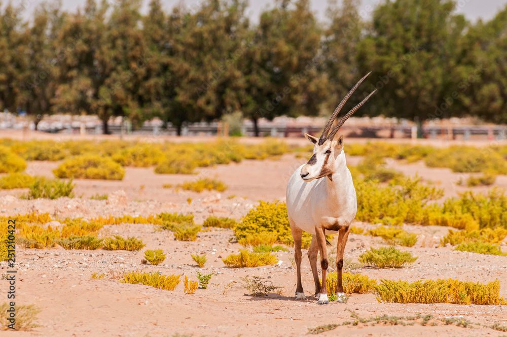 Oryxes Endangered arabian oryxes (Oryx leucoryx) in Dubai Desert Conservation ...
