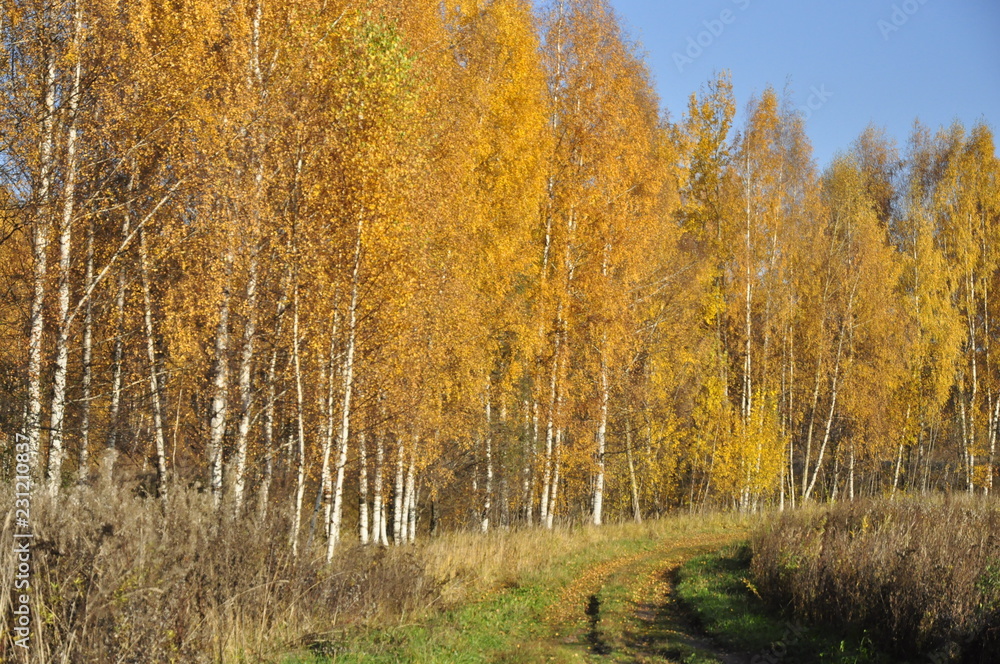 Fototapeta premium осень