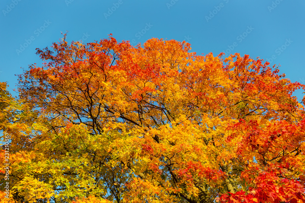 foliage in an autumn sunny day