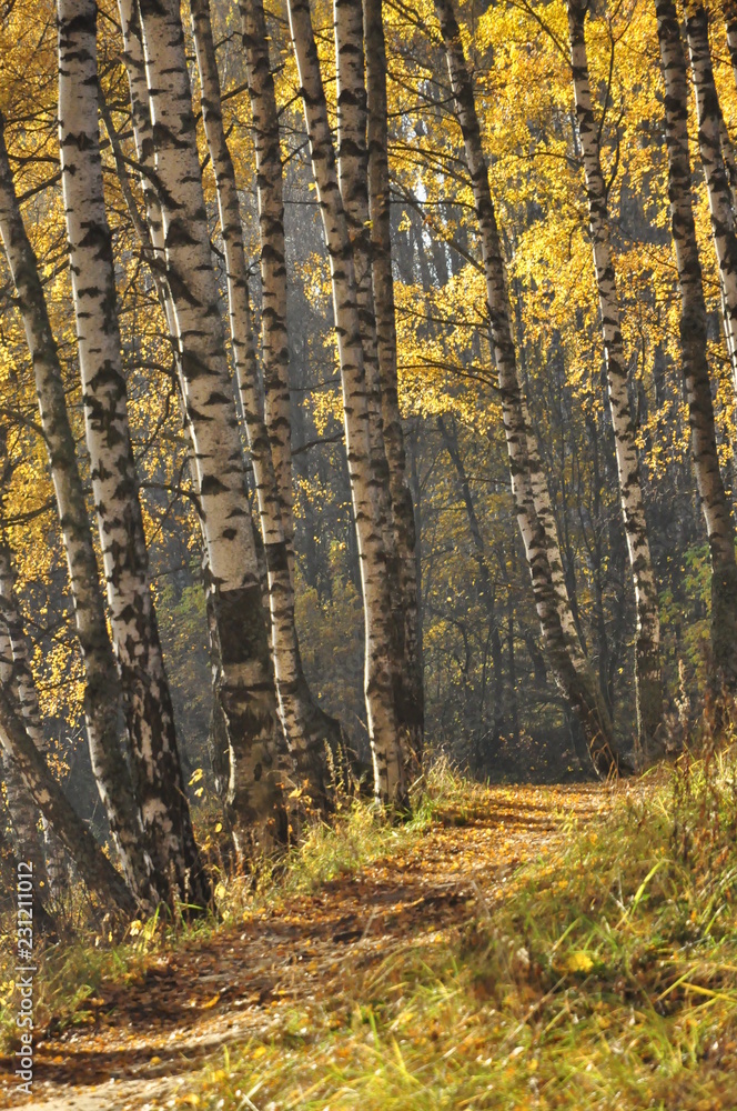 Fototapeta premium осень