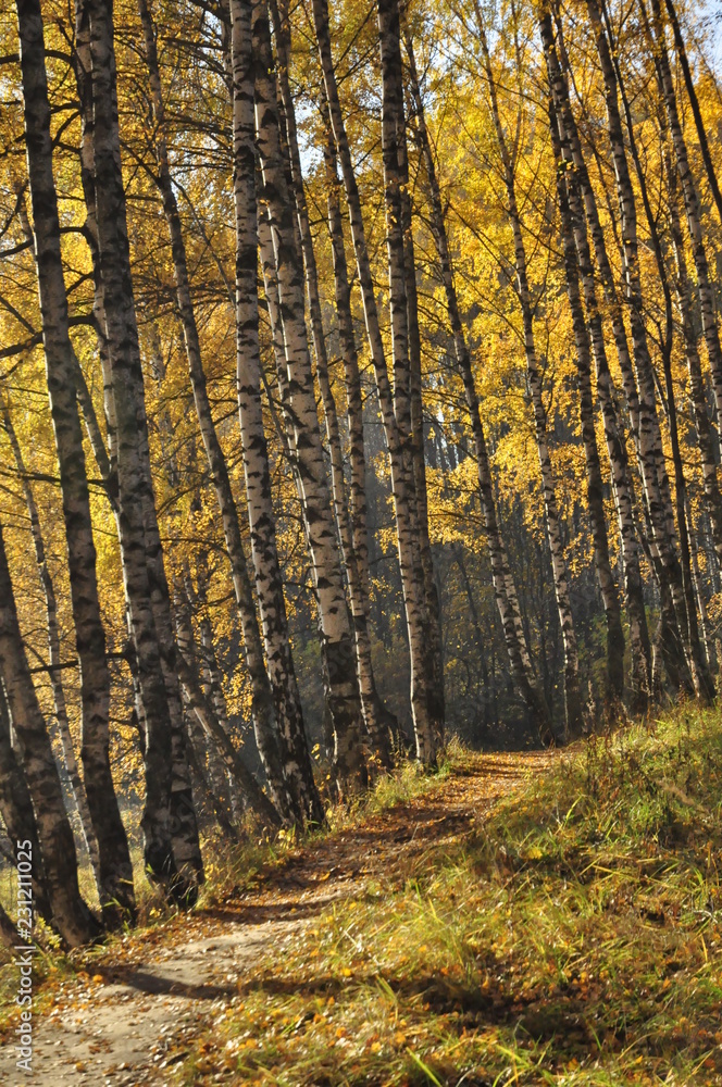 Obraz premium осень