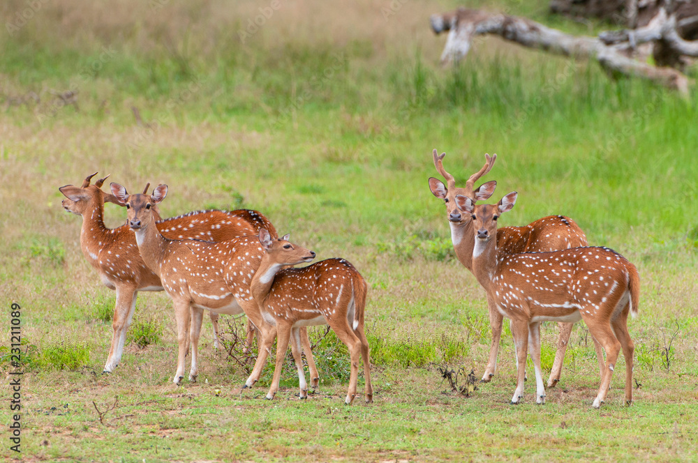 The chital or cheetal (Axis axis), also known as spotted deer or axis deer, Yala National park, Sri Lanka. The chital or cheetal (Axis axis), also known as spotted deer or axis deer, Yala National park, Sri Lanka.