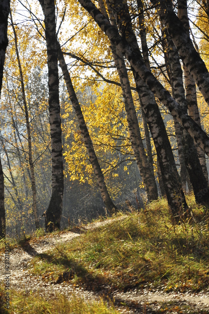 Obraz premium осень