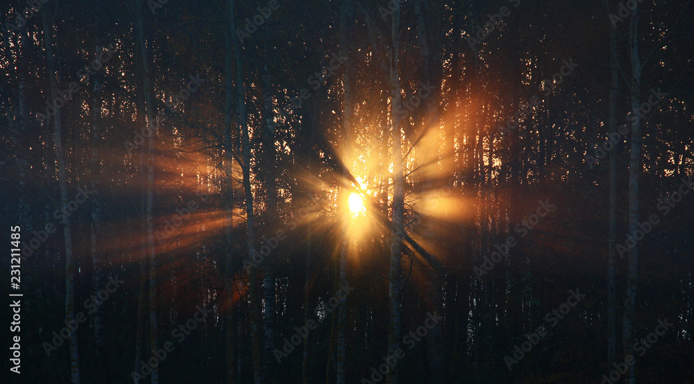 Sunrise behind a coppice./Through a paling of trunks of trees red sunshine make the way and appear in a gaze.