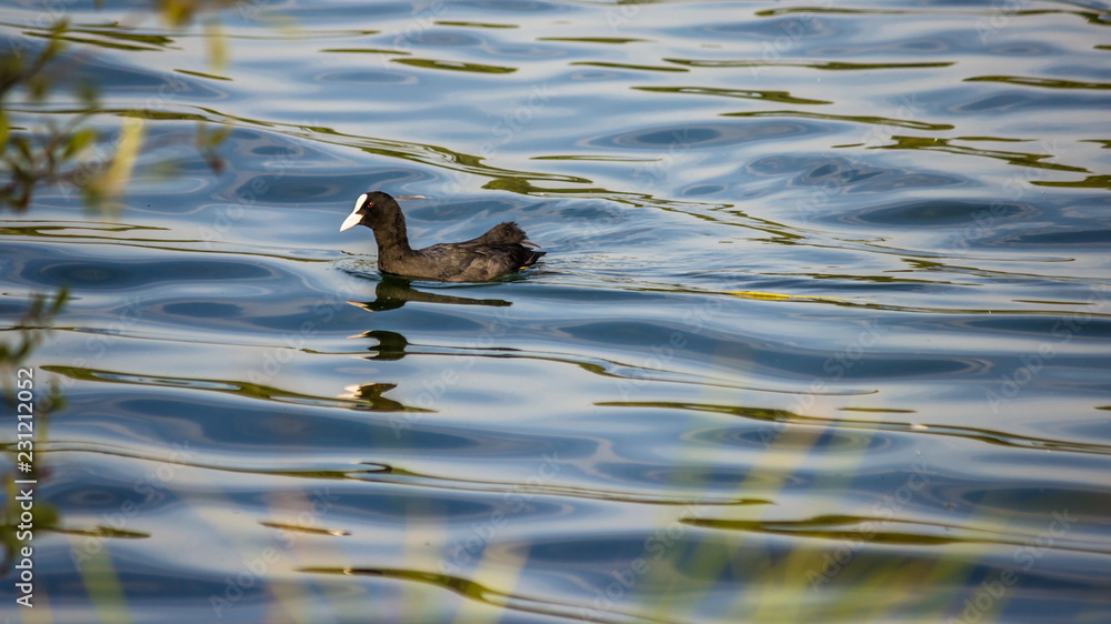 Coot, water Coot, water