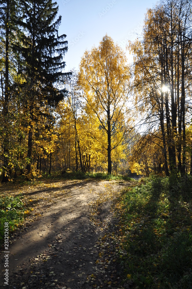 Obraz premium осень