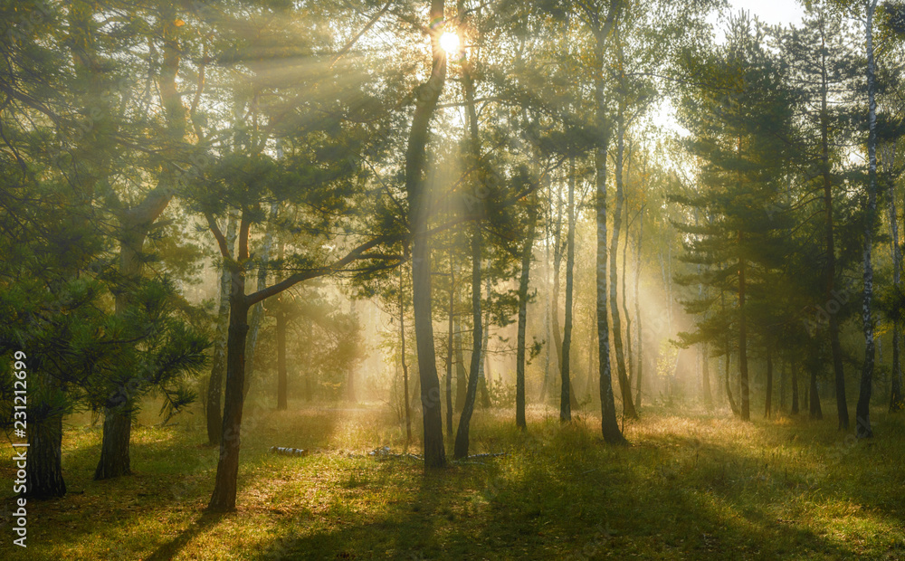 Naklejka premium sun rays play in the branches of trees. autumn forest. autumn colors. morning.