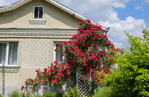 Beautiful bush of roses is growing near the house. Pink summer flowers for garden decoration.