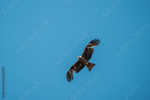 Black Kite Or Milvus Migrans Wild Bird Flies In Blue Sky In Bela © Grigory Bruev
