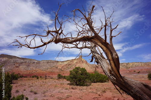 tree in the desert new Mexico ghost Ranch