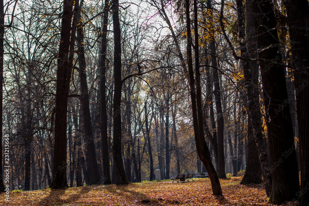 Fototapeta premium Autumn in the park
