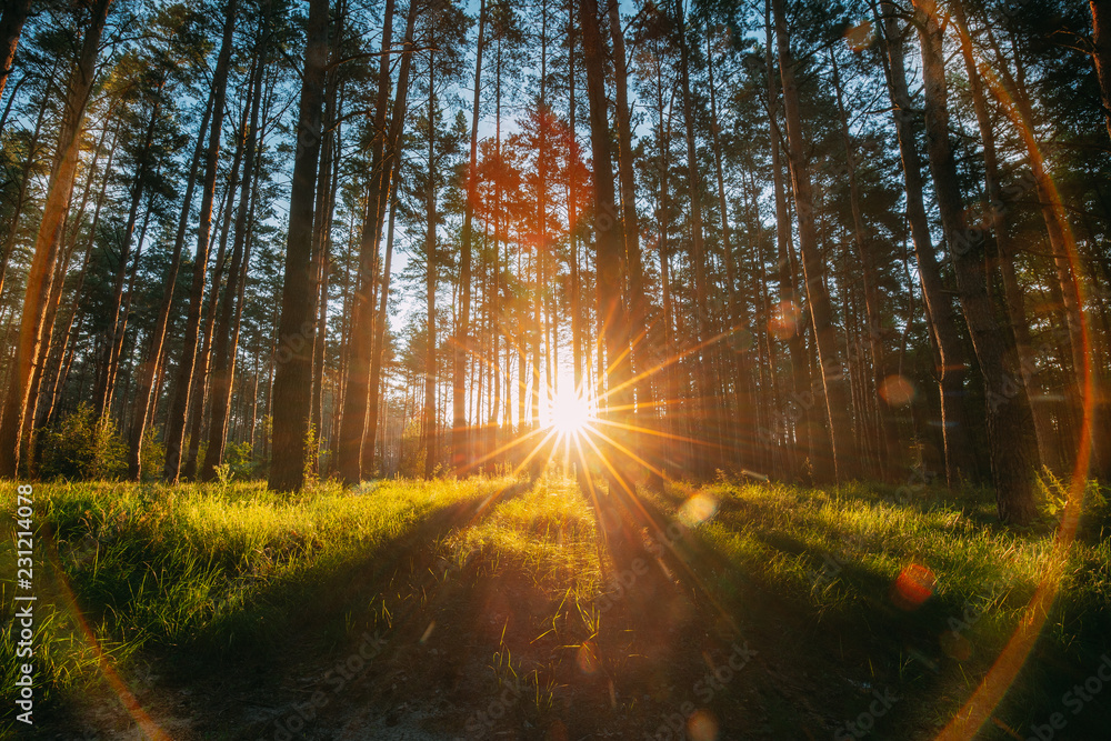 Beautiful Sunset Sunrise Sun Sunshine In Sunny Summer Coniferous Beautiful Sunset Sunrise Sun Sunshine In Sunny Summer Coniferous