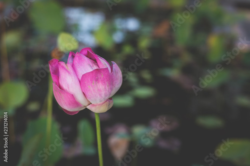 Wallpaper Mural Image of Big pink lotus blossom and green leaves. Torontodigital.ca