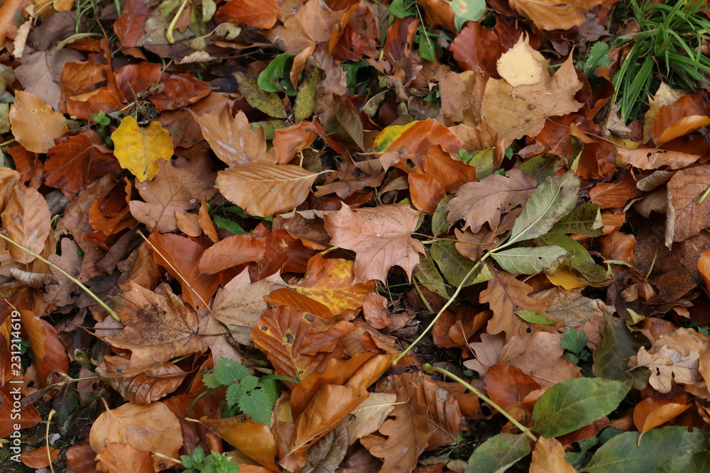 Carpet of autumn leaves. Fallen autumn leaves on the ground. Carpet of autumn leaves. Fallen autumn leaves on the ground.