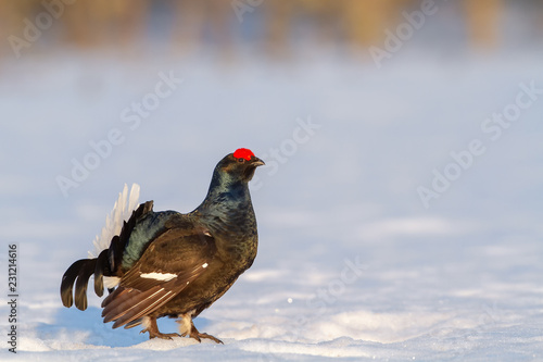 Lekking Black Grouse in Finland