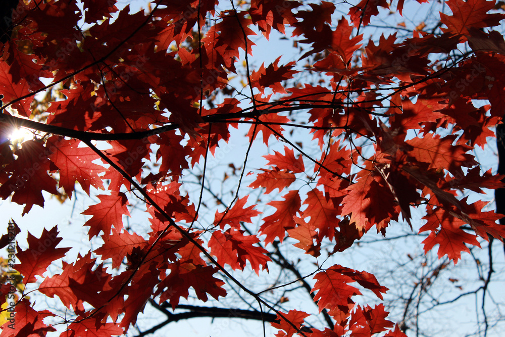 Autumn foliage