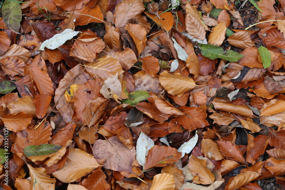 Carpet of autumn leaves. Fallen autumn leaves on the ground. Carpet of autumn leaves. Fallen autumn leaves on the ground.