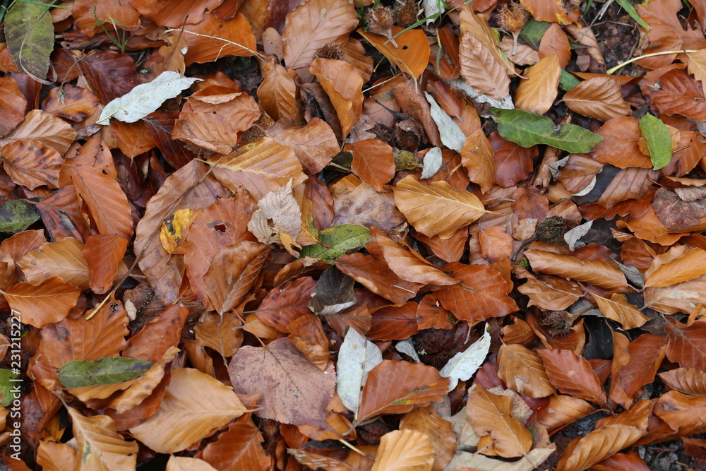 Carpet of autumn leaves. Fallen autumn leaves on the ground.