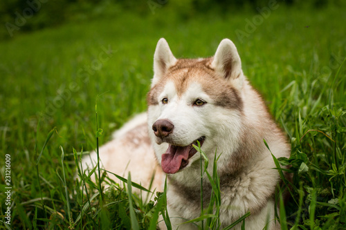 Profile Portrait of smiley beige dog breed siberian husky with tonque hanging out lying in the green forest