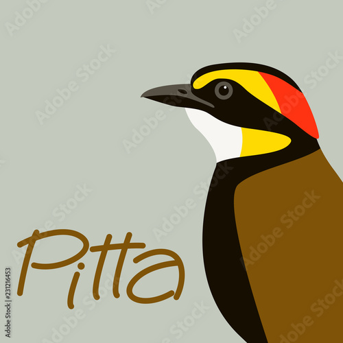 bird    pitta  head vector illustration 