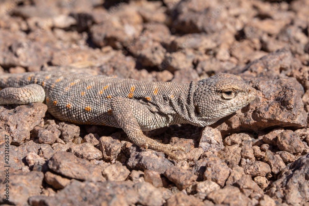 Andina Lizard (Liolaemus Andina or Torresi) in the amazing Desierto de Atacama (Atacama Desert), impressive fauna living in the driest desert environment in the world, Chile, a life in hard condition
Andina Lizard (Liolaemus Andina or Torresi) in the amazing Desierto de Atacama (Atacama Desert), impressive fauna living in the driest desert environment in the world, Chile, a life in hard condition