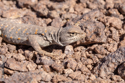 Andina Lizard  Liolaemus Andina or Torresi  in the amazing Desierto de Atacama  Atacama Desert   impressive fauna living in the driest desert environment in the world  Chile  a life in hard condition 