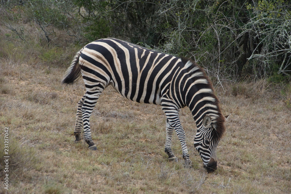 Zebra at Addo National Park, South Africa Zebra at Addo National Park, South Africa