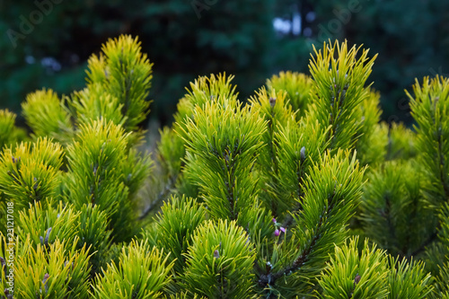 macro photo of green fir-tree on the background. Fluffy young branch Fir tree 