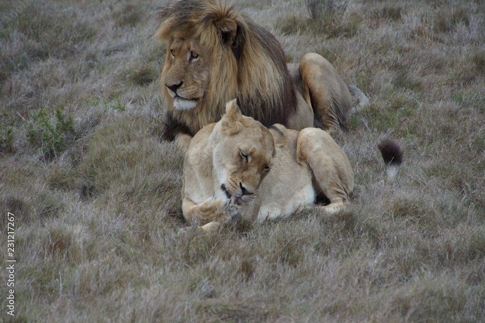 Lions at the Shamwari Private Game Reserve, South Africa Lions at the Shamwari Private Game Reserve, South Africa