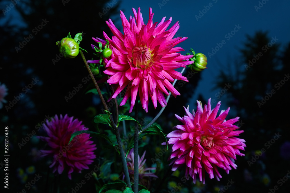 Close up magenta (pink) dahlia flower growing outdoors on a dark background, studio flash is used Close up magenta (pink) dahlia flower growing outdoors on a dark background, studio flash is used
