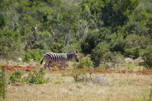 Zebra at Addo National Park, South Africa