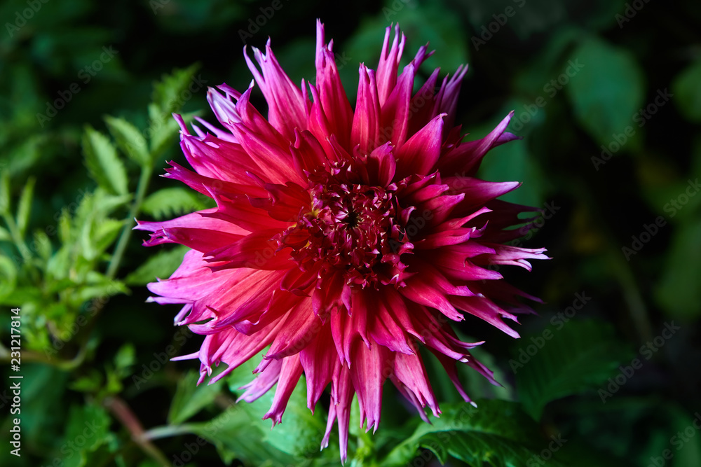 Close up magenta (pink) dahlia flower growing outdoors on a dark background, studio flash is used Close up magenta (pink) dahlia flower growing outdoors on a dark background, studio flash is used