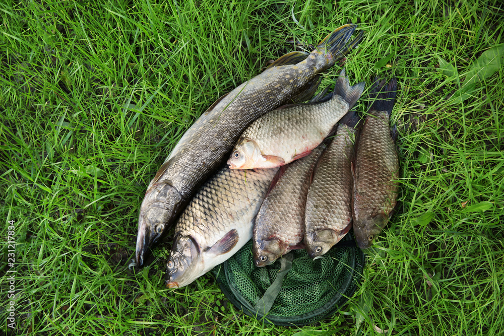Catch and fishing net on green grass, above view Catch and fishing net on green grass, above view