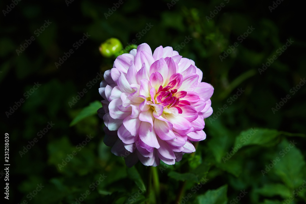 Close up dahlias flower growing outdoors, studio flash is used Close up dahlias flower growing outdoors, studio flash is used