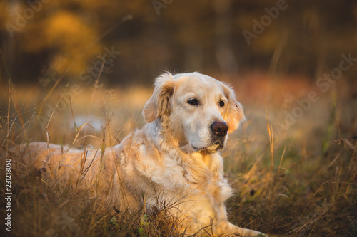 Close-up Portrait of adorable beige dog breed golden retriever lying in the withered rye field in autumn