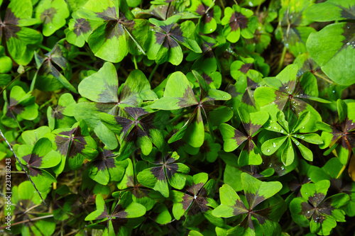 Leaves of the Oxalis Deppei plant (Oxalis tetraphylla). Natural background.