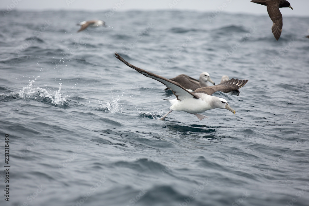 Fototapeta premium Albatros on the South African shoreline