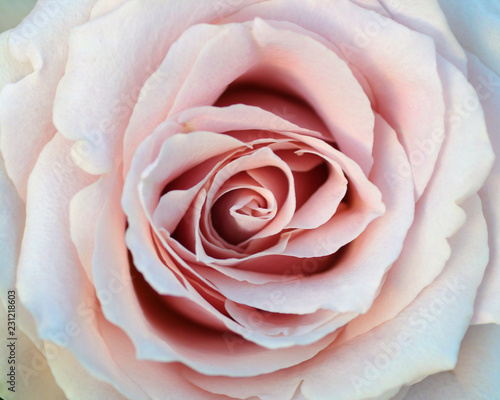 closed up of sweet pink rose flower for valentines day and wedding background