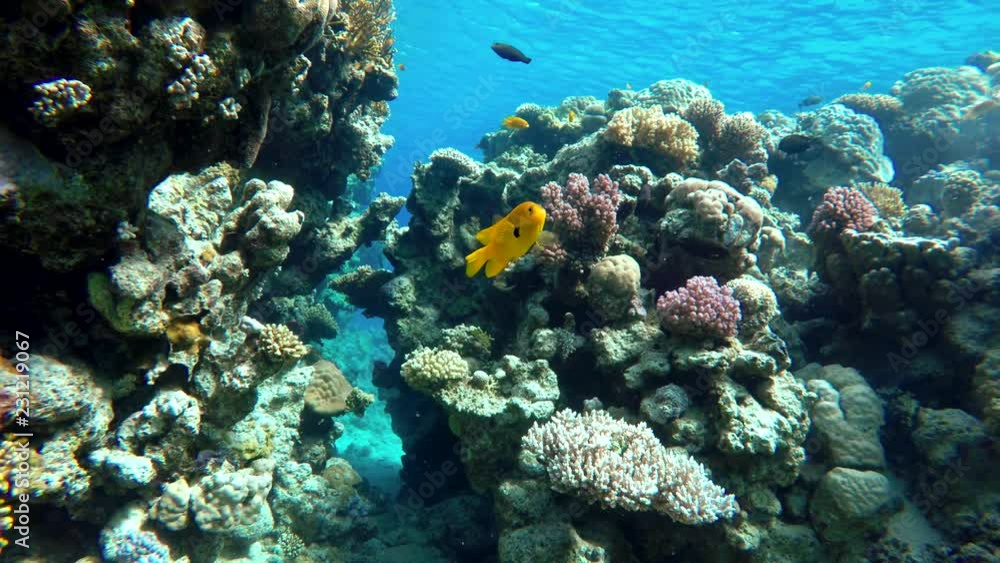 Video shooting at a shallow depth. The corals and tropical fish. Video shooting at a shallow depth. The corals and tropical fish.