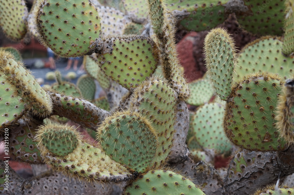 cactus in the garden cactus in the garden
