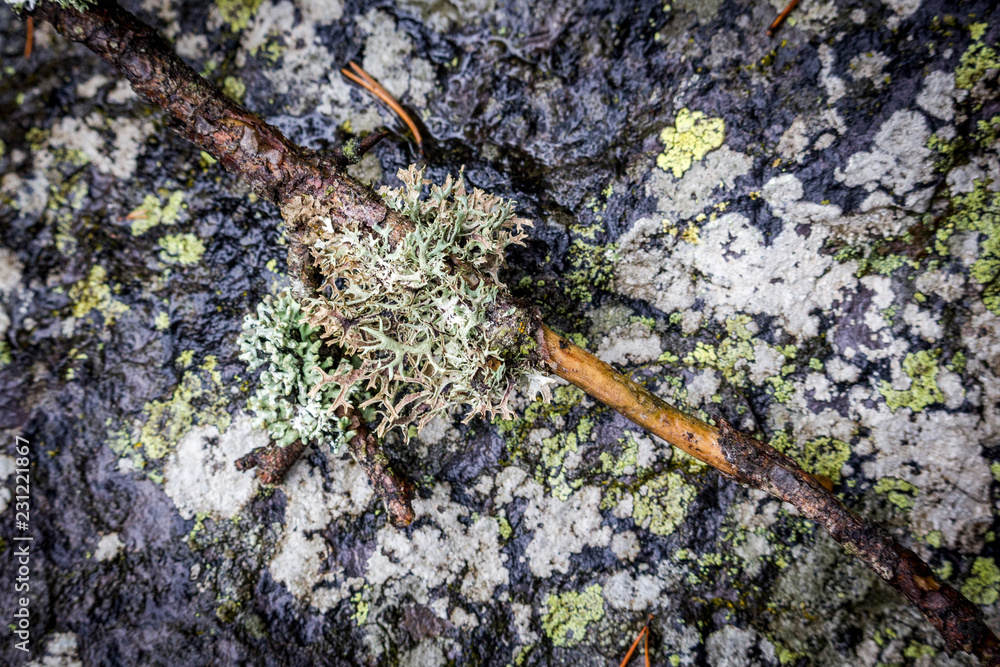 Fototapeta premium Liquen árbol